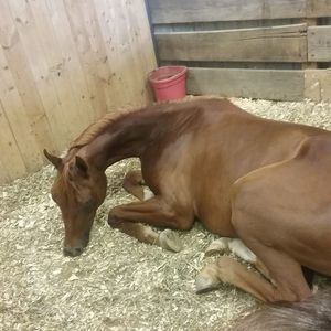 Meet your Posher, Sammi